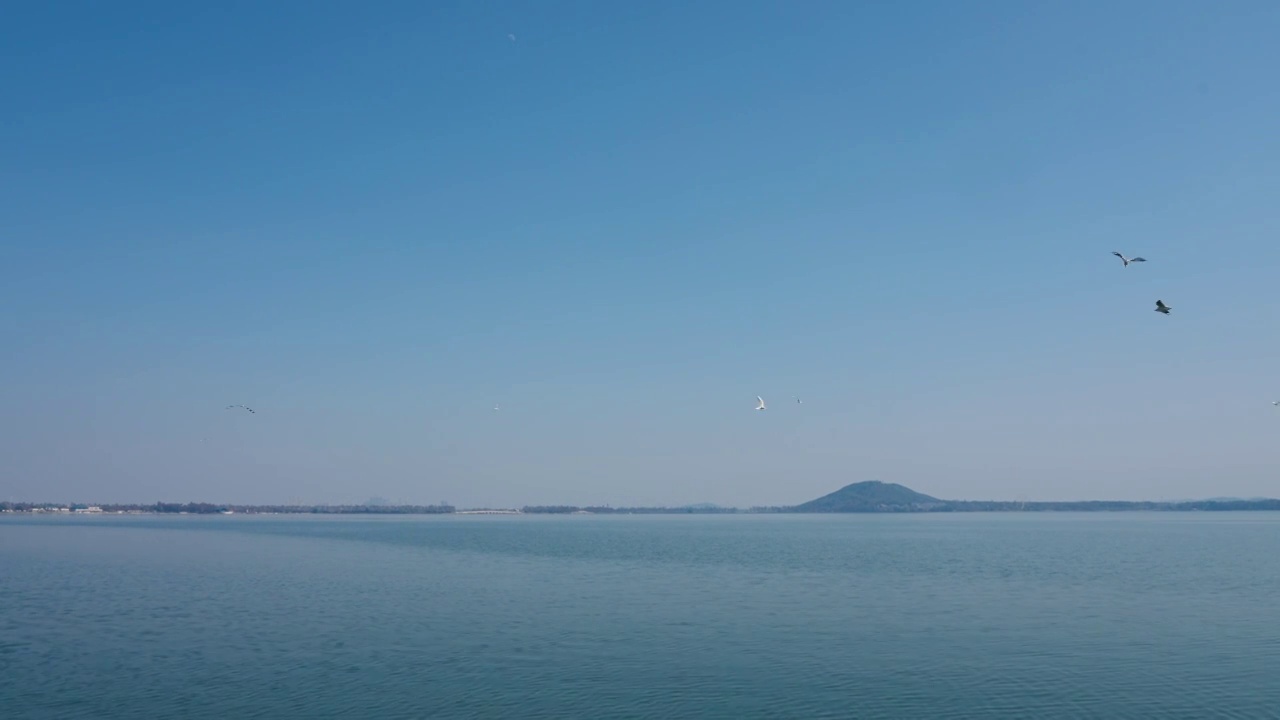 武汉东湖湿地生态候鸟飞翔视频素材