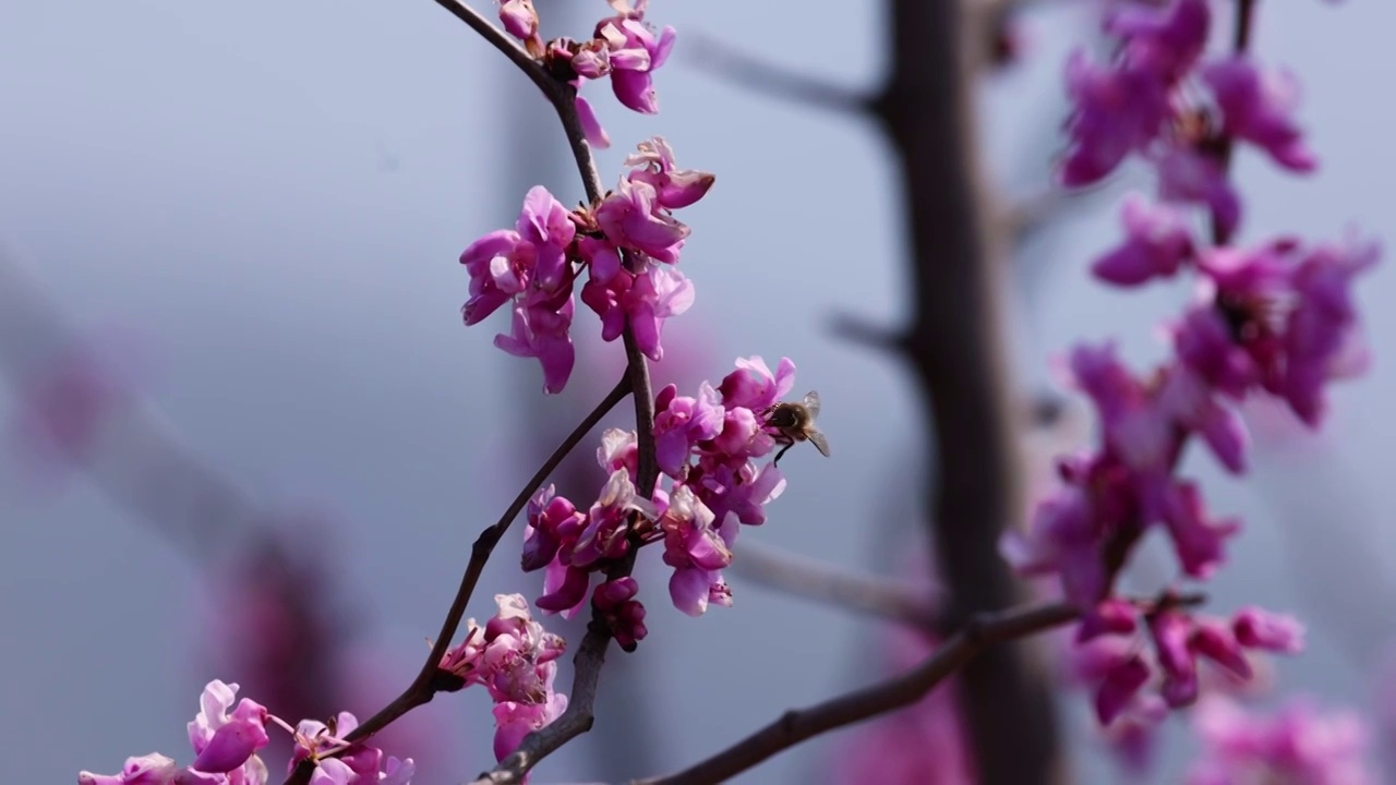 蜜蜂采蜜紫荆花视频素材