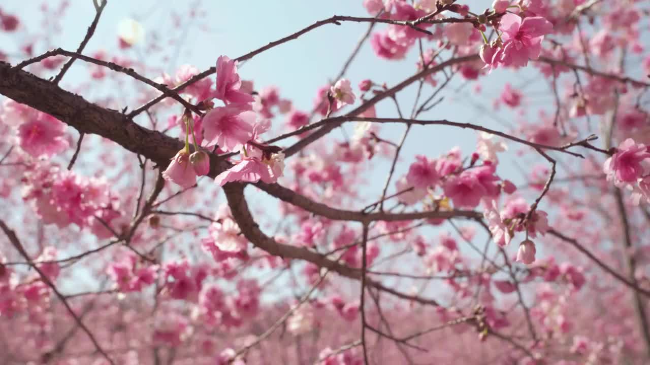 春天阳光下盛开的樱花视频素材