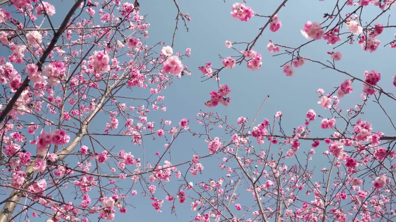 春天阳光下盛开的樱花视频素材