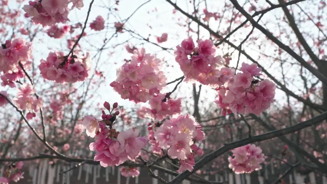 春天阳光下盛开的樱花视频素材