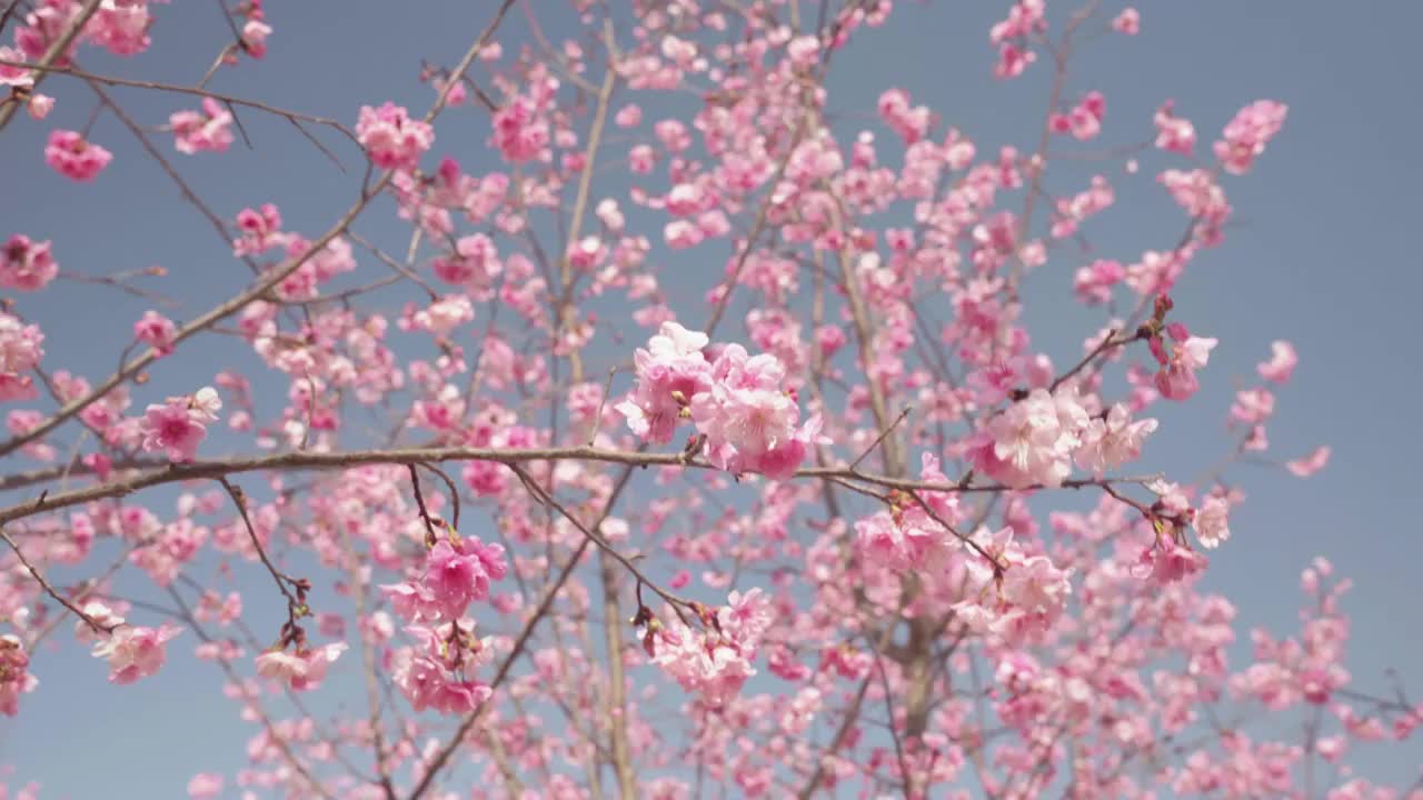 春天阳光下盛开的樱花视频素材