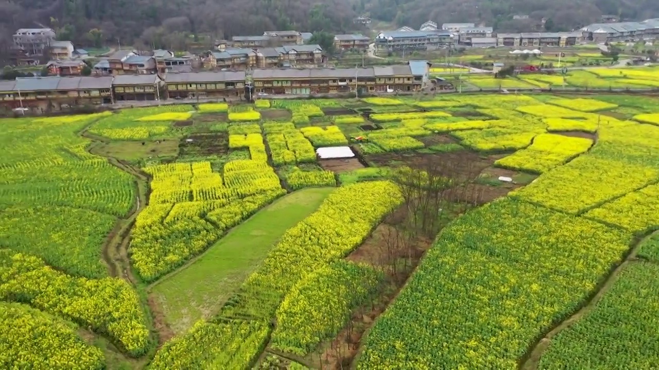 贵州苟坝会议和高速公路乡村油菜花航拍视频素材