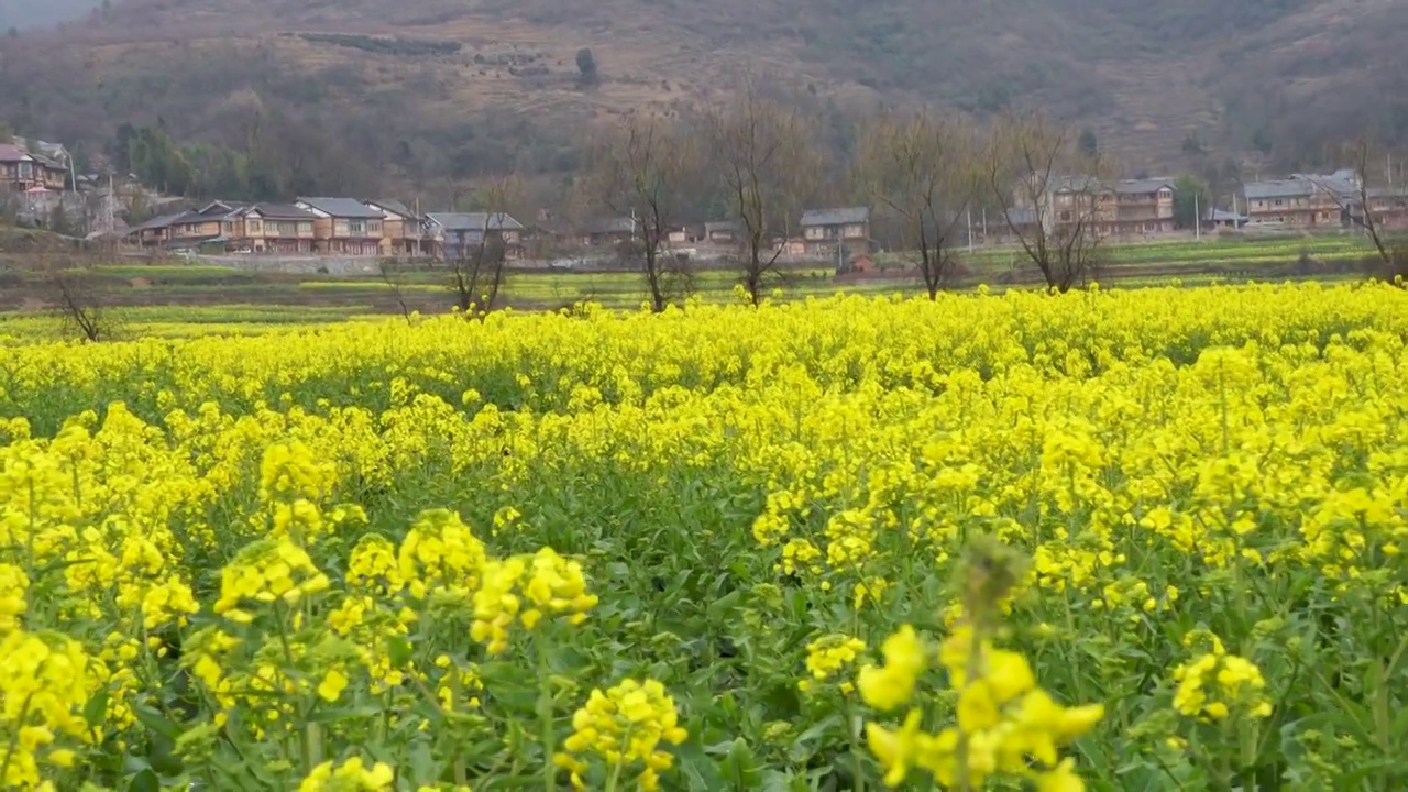 贵州春季乡村油菜花视频素材