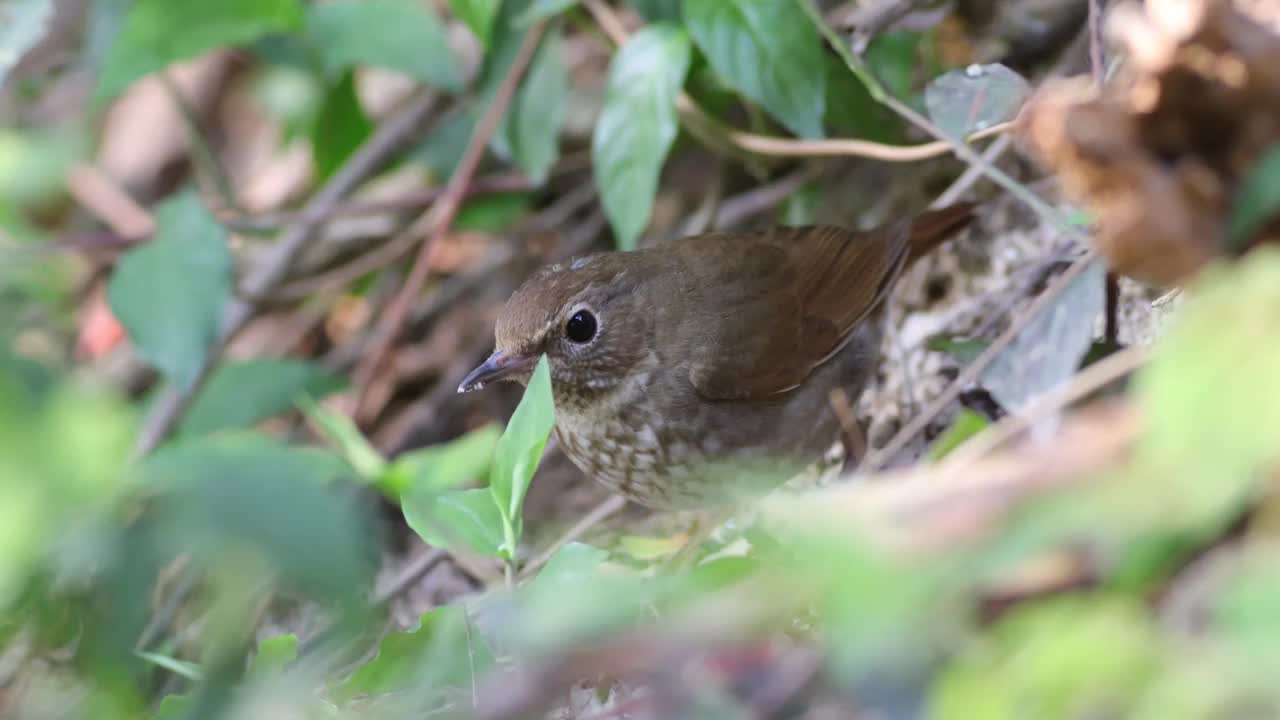 红尾歌鸲视频素材