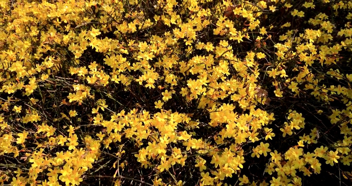 迎春花视频素材