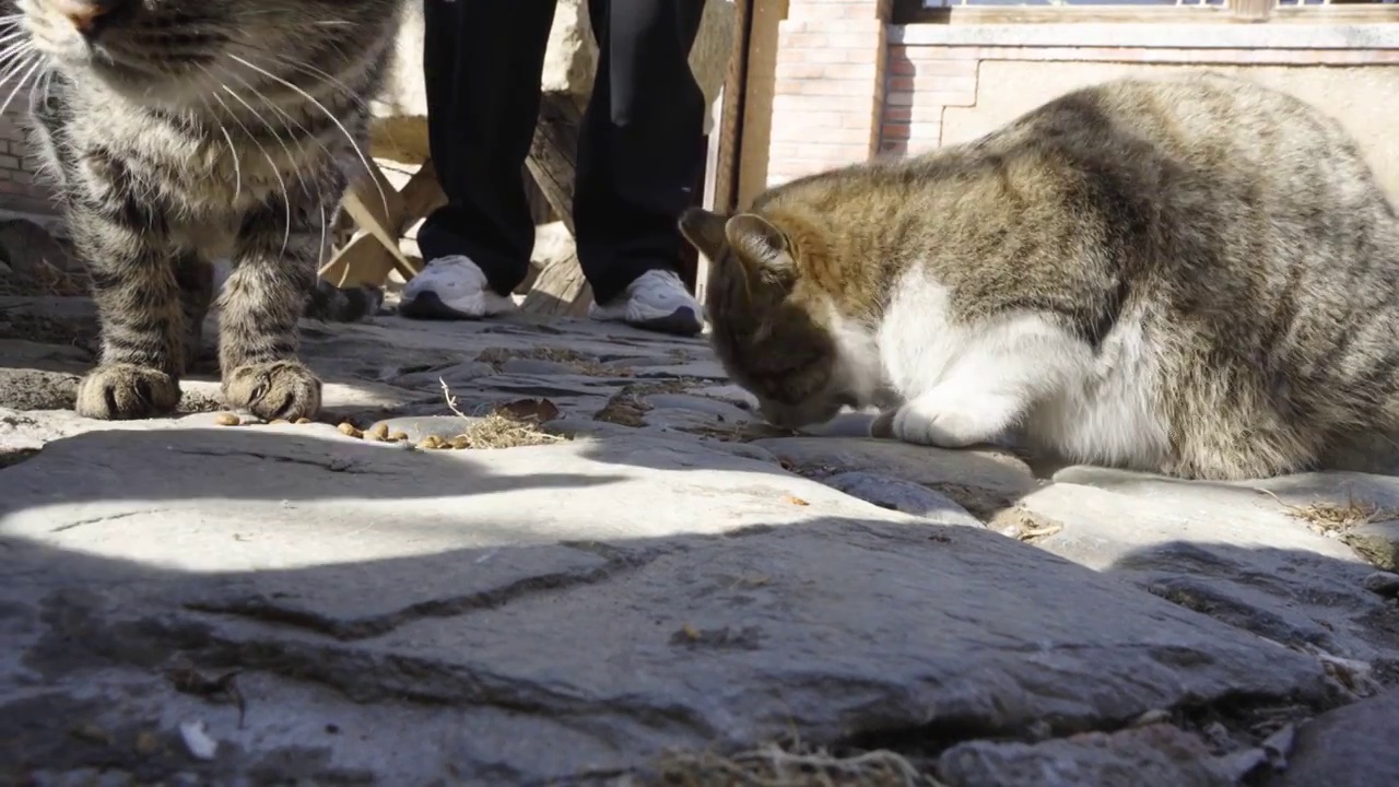 狸花猫在地面吃猫粮觅食视频素材