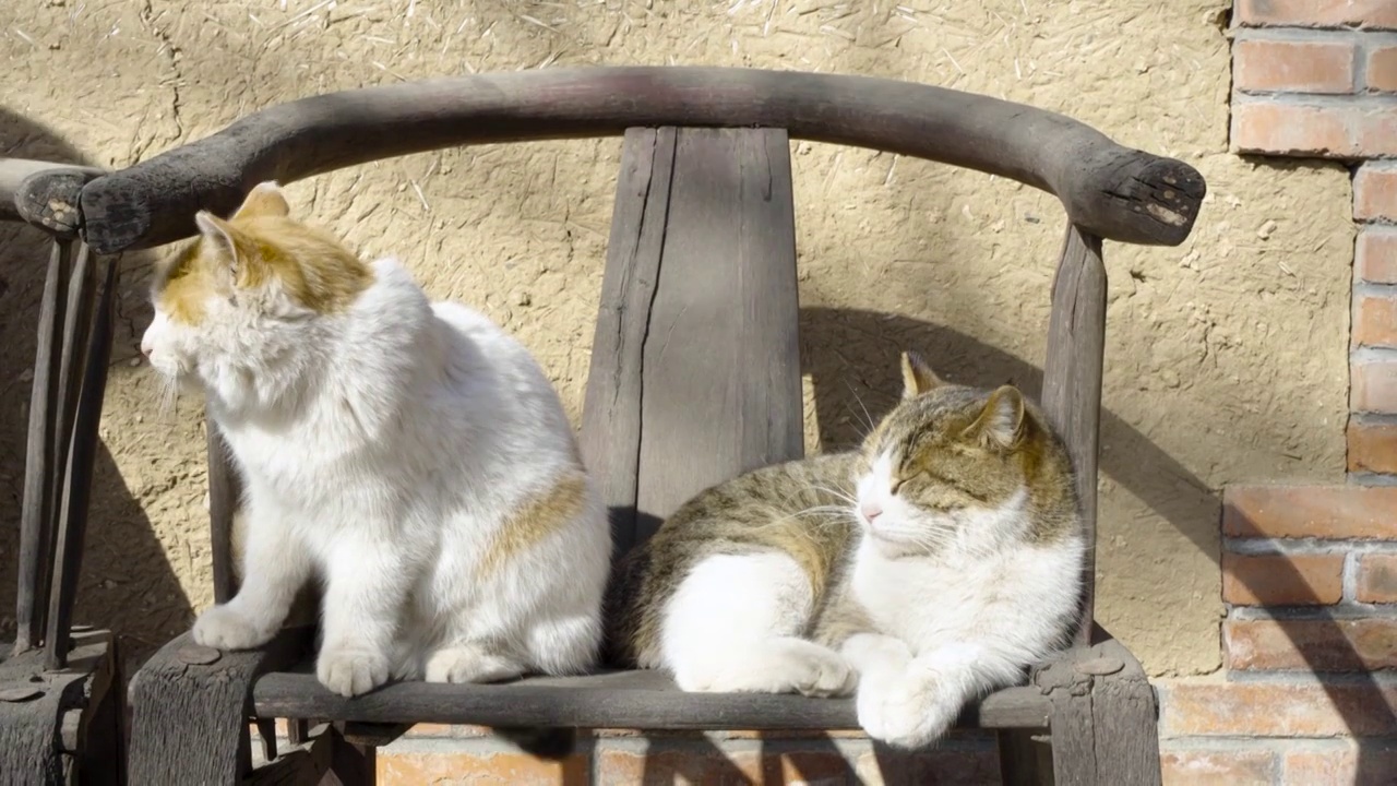 猫躺在老旧椅子上晒太阳休息慵懒状态视频素材