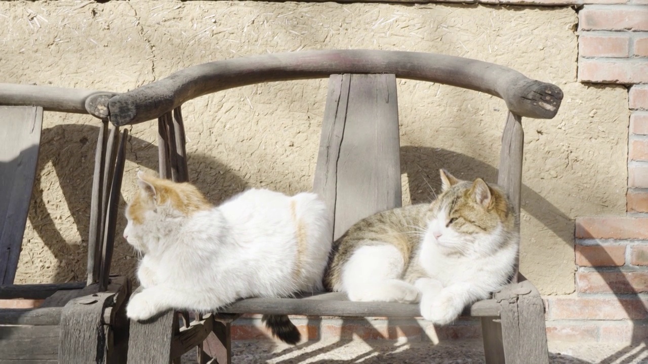 猫躺在老旧椅子上晒太阳休息慵懒状态视频素材