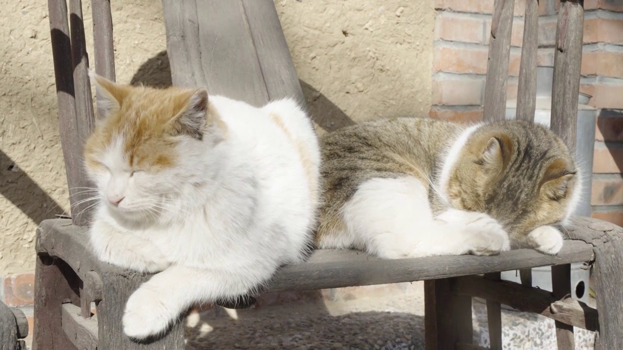 猫躺在老旧椅子上晒太阳休息慵懒状态视频素材