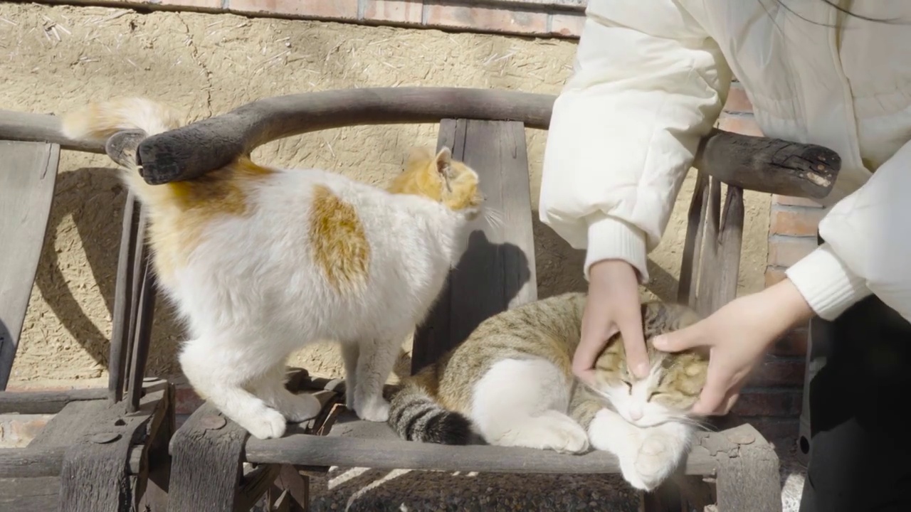 撸猫享受状态渴望被摸的猫嫉妒状态视频素材