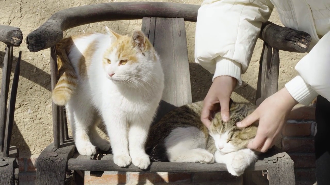 撸猫享受状态渴望被摸的猫嫉妒状态视频素材