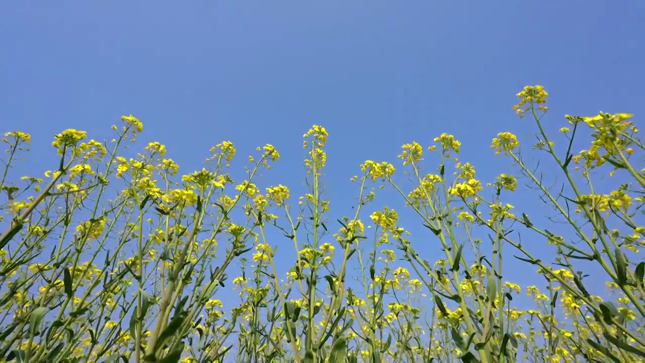 在油菜花丛中仰视天空视频素材