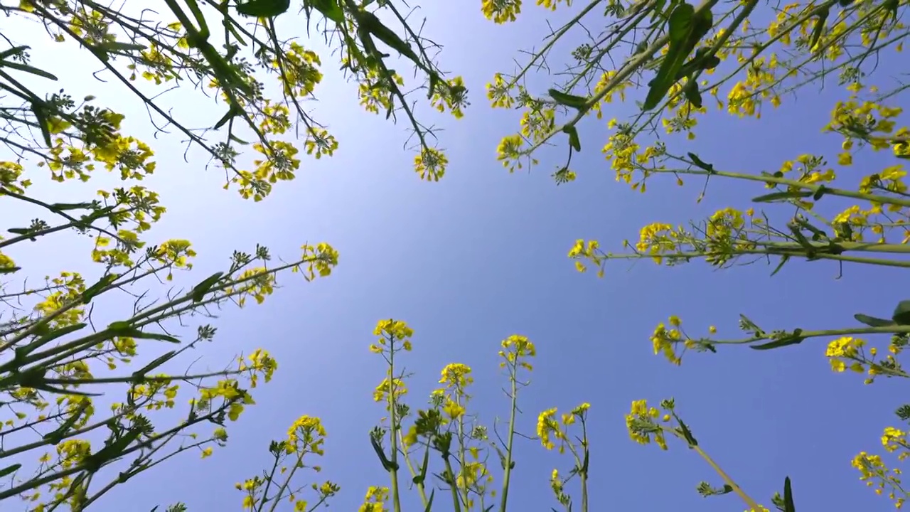 在油菜花丛中仰视天空视频素材