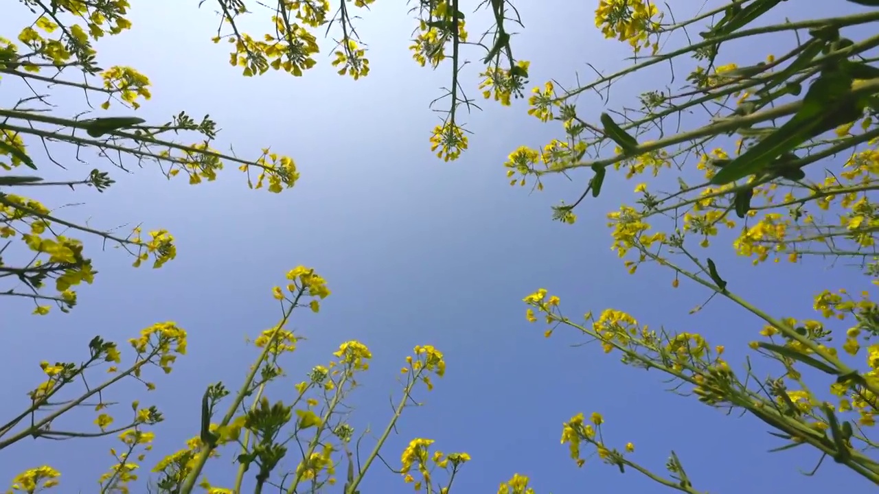 在油菜花丛中仰视天空视频素材