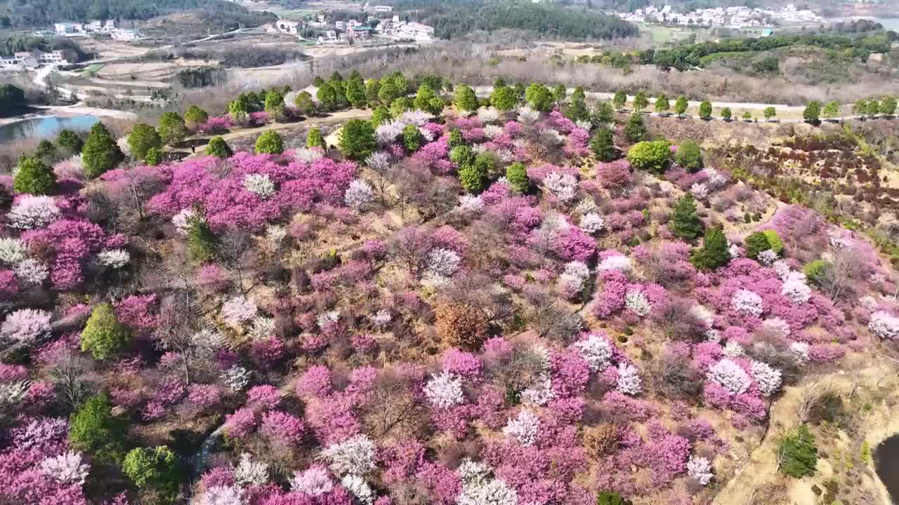 航拍武汉旅游木兰花谷盛开粉色梅花花海视频素材