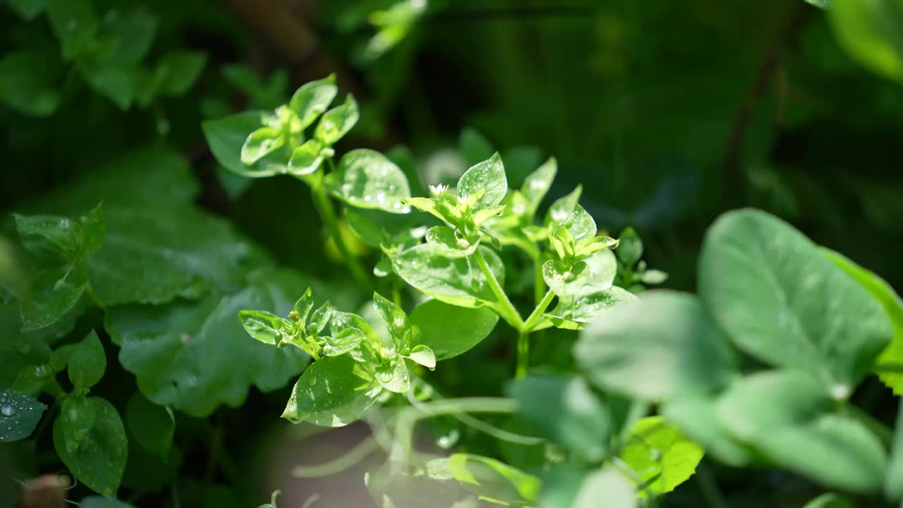 鄂西大山里春天生长的野菜视频素材