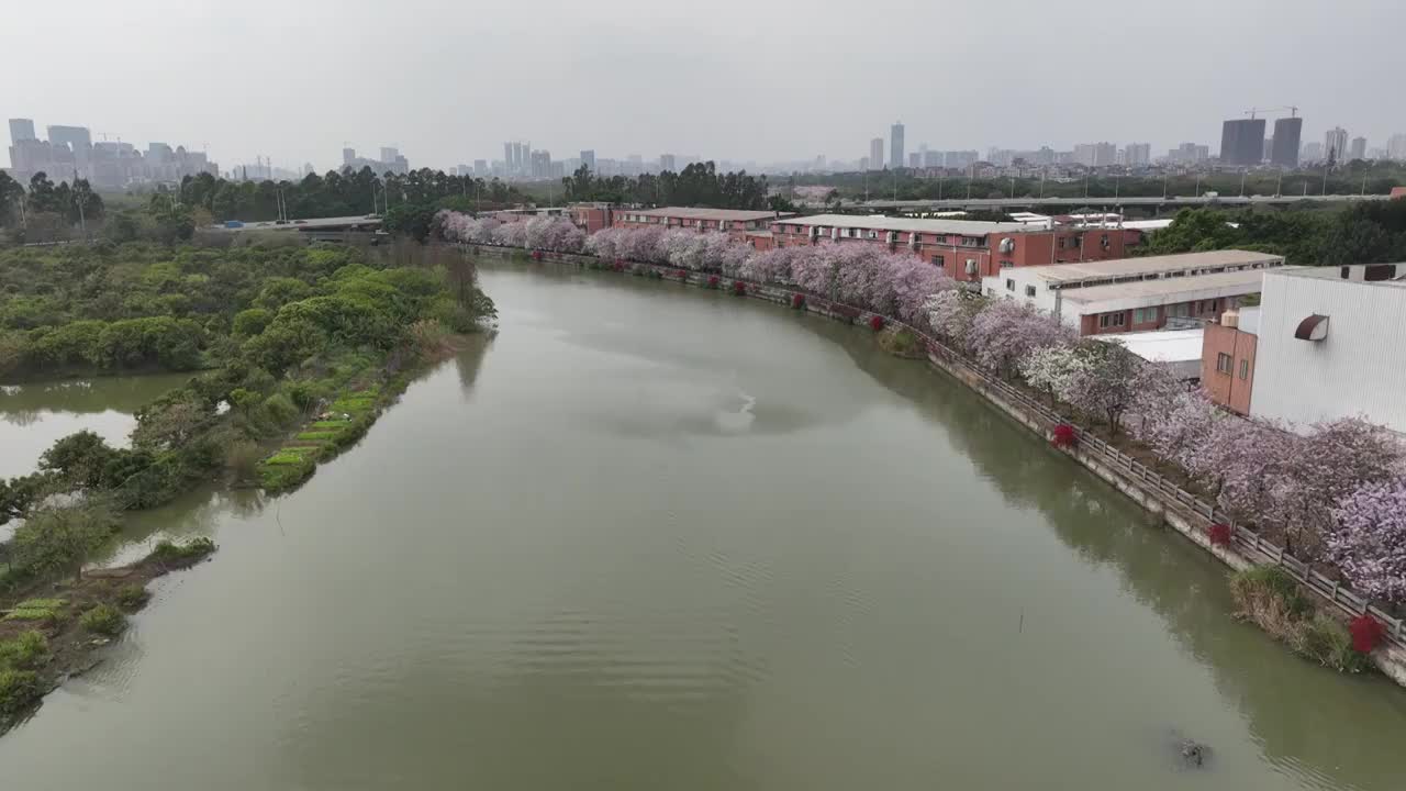 紫荆花开广州 海珠湿地公园视频素材