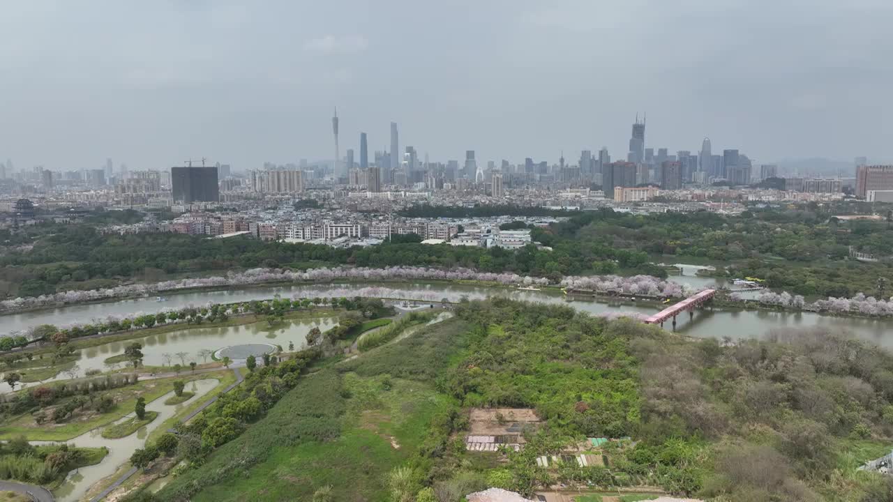 紫荆花开广州 海珠湿地公园视频素材