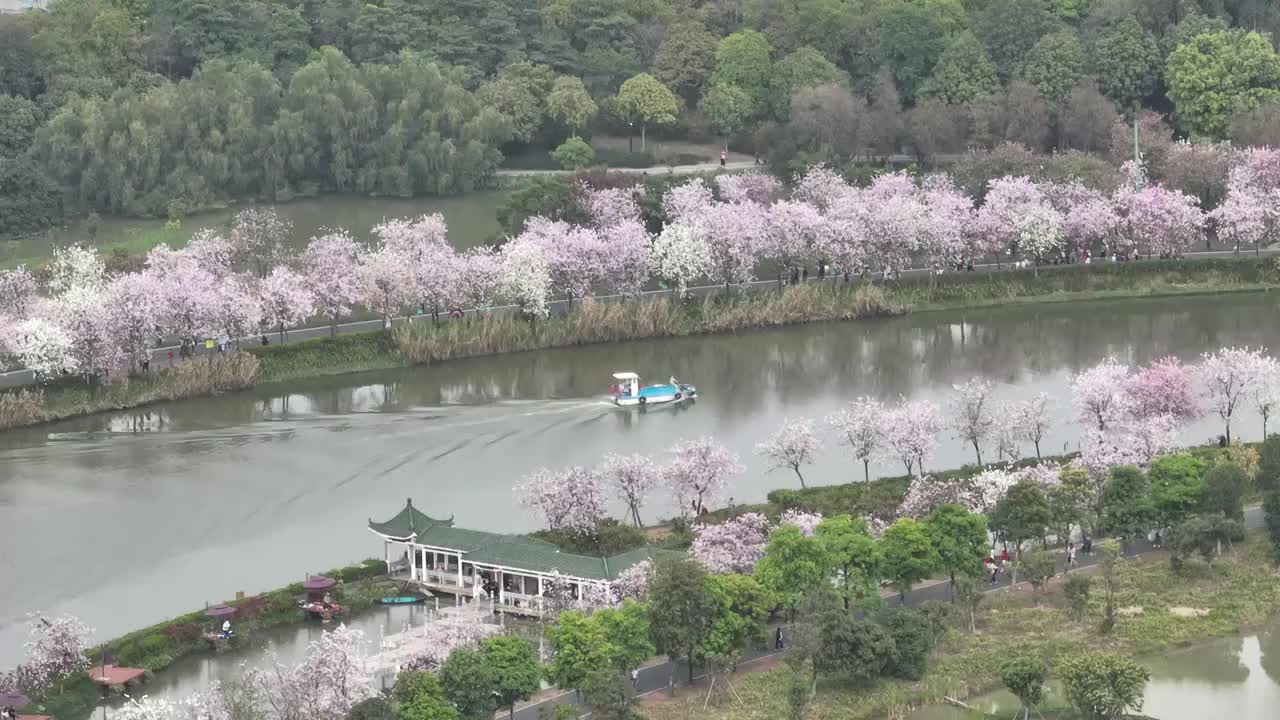 紫荆花开广州 海珠湿地公园视频素材