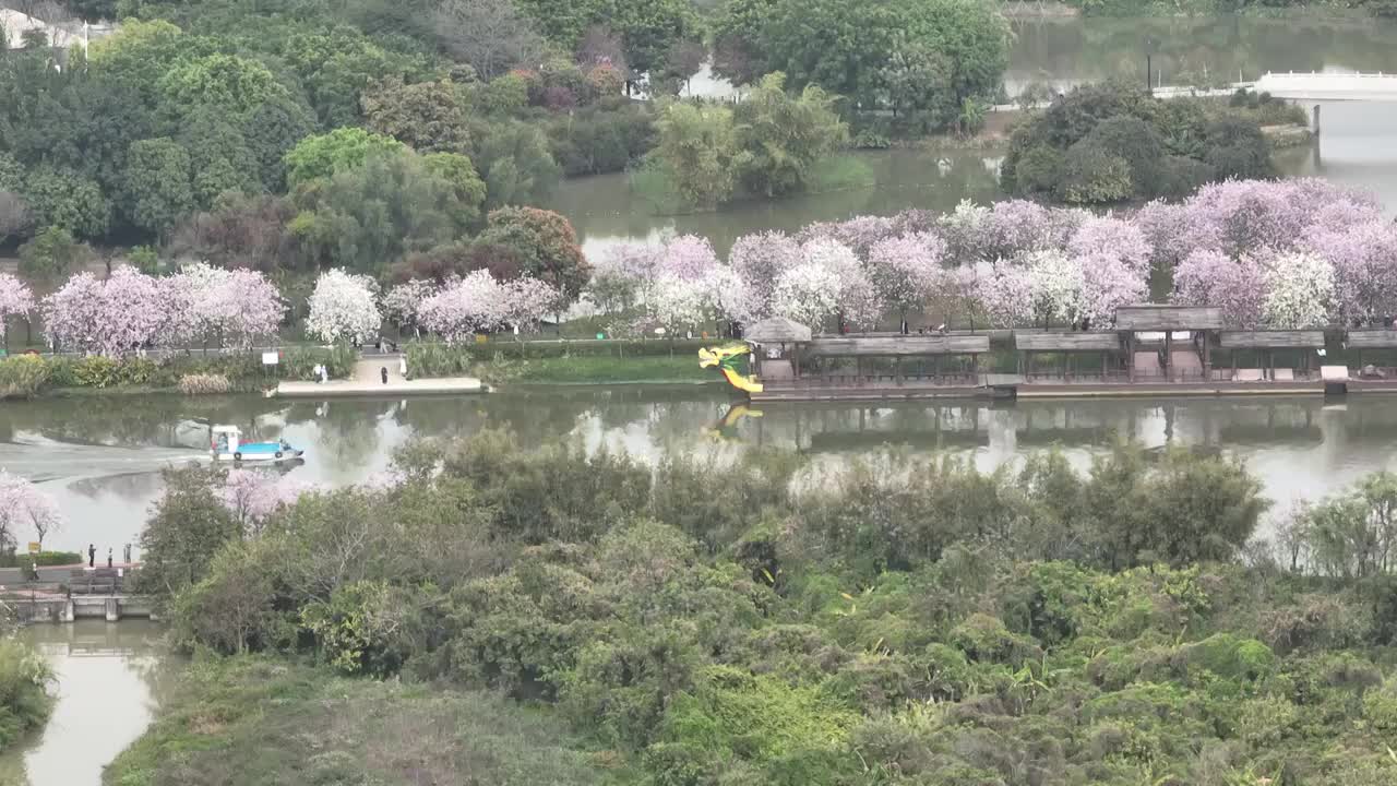 紫荆花开广州 海珠湿地公园视频素材