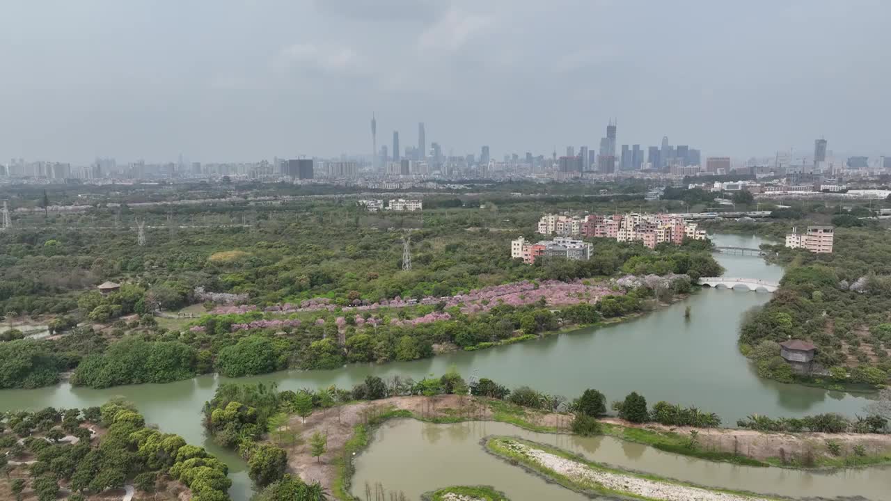 紫荆花开广州 海珠湿地公园视频素材