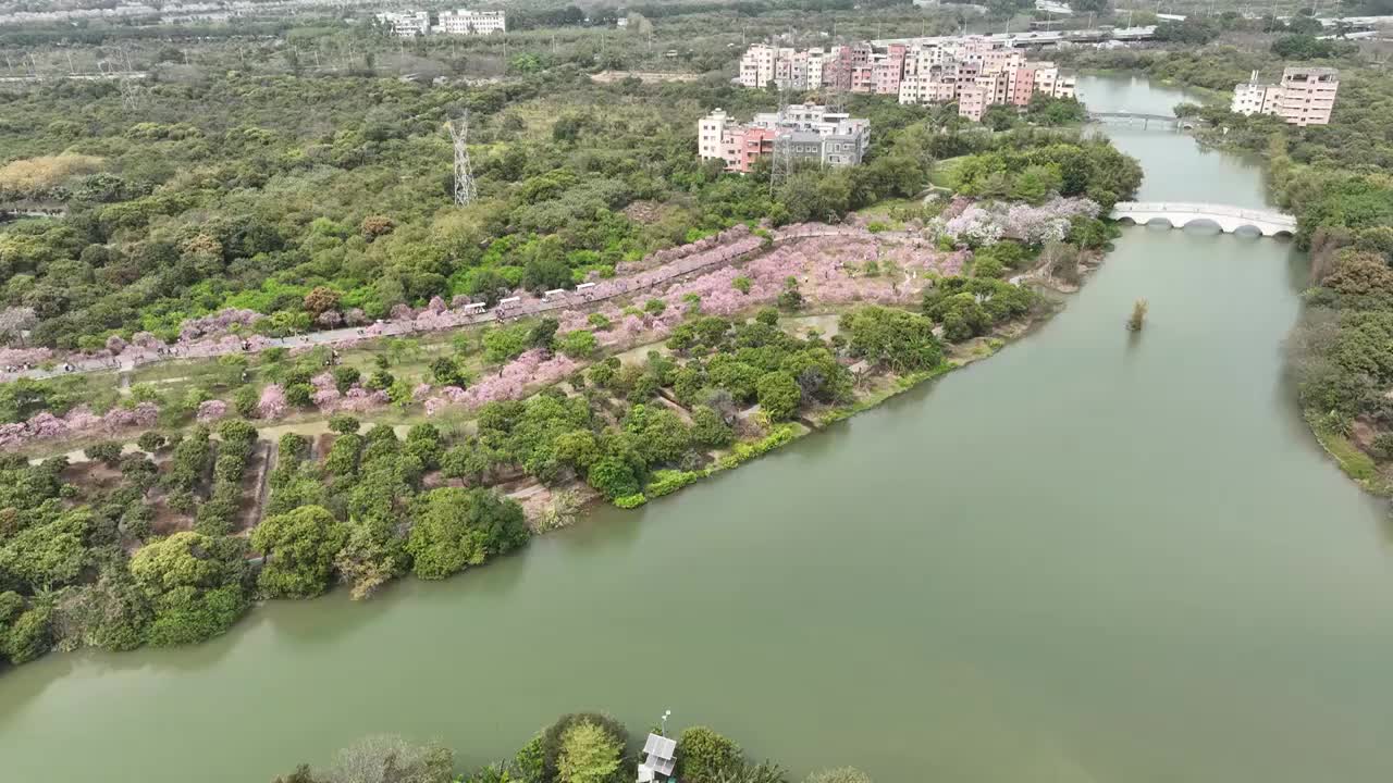 紫荆花开广州 海珠湿地公园视频素材