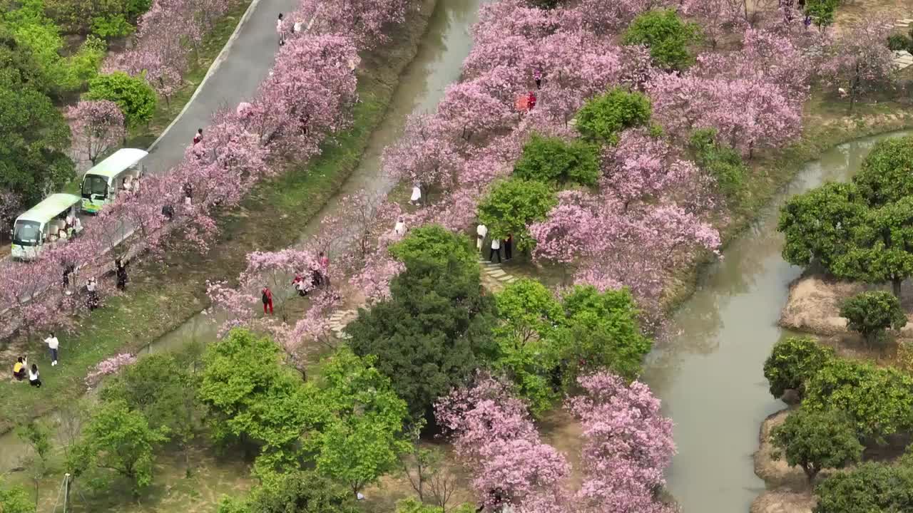 紫荆花开广州 海珠湿地公园视频素材