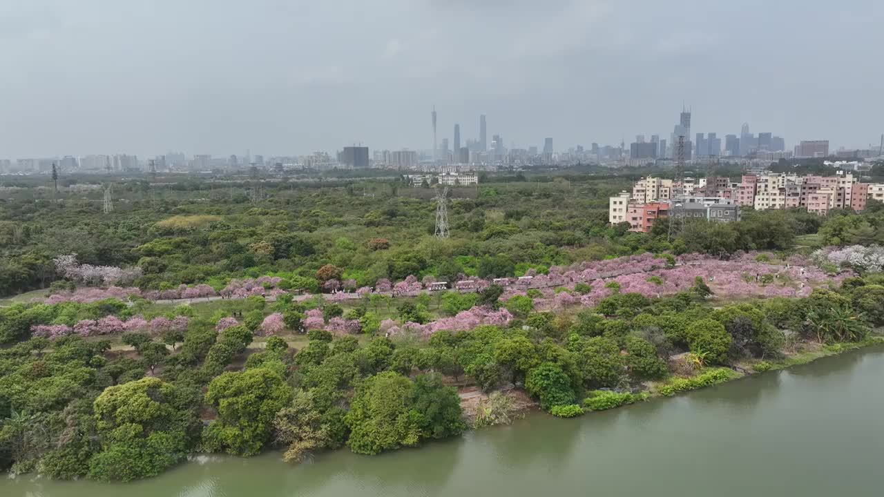 紫荆花开广州 海珠湿地公园视频素材