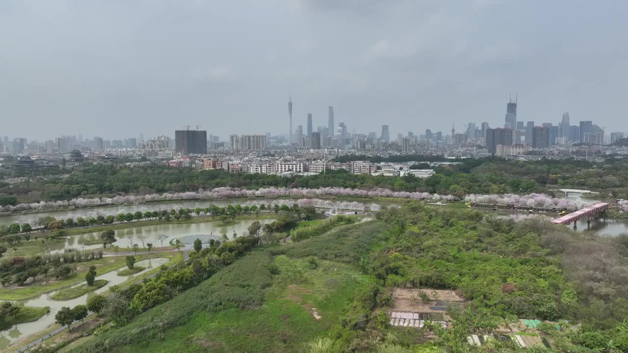 紫荆花开广州 海珠湿地公园视频素材