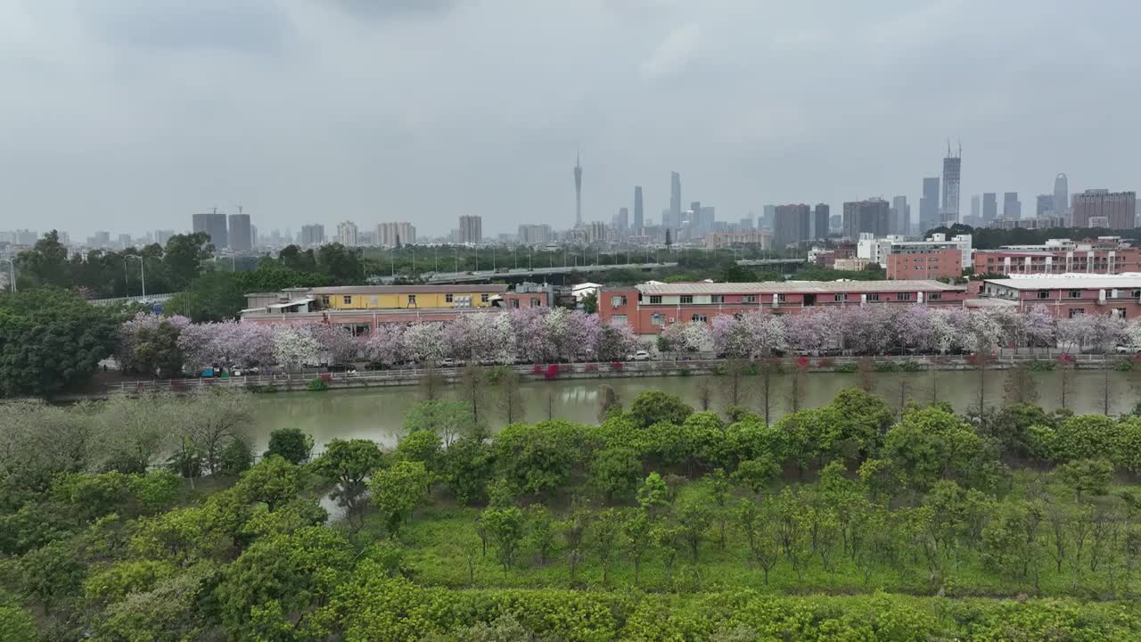 紫荆花开广州 海珠湿地公园视频素材