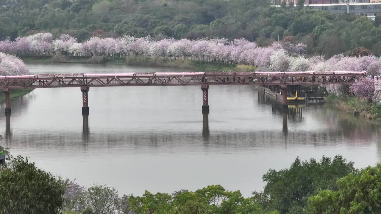 紫荆花开广州 海珠湿地公园视频素材