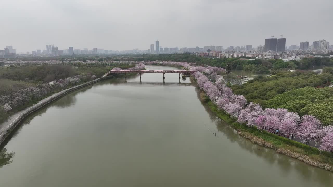 紫荆花开广州 海珠湿地公园视频素材