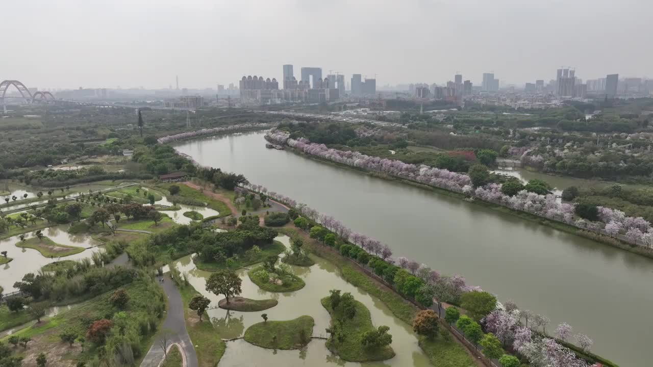 紫荆花开广州 海珠湿地公园视频素材