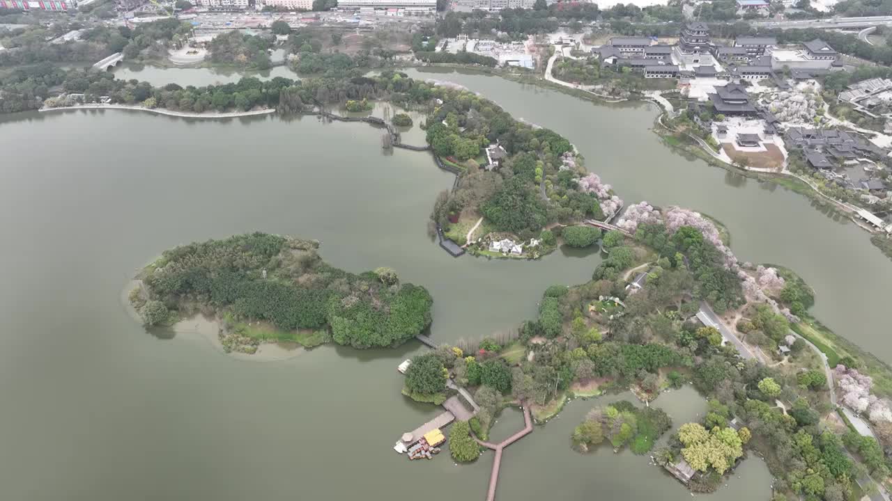 紫荆花开广州 海珠湿地公园视频素材