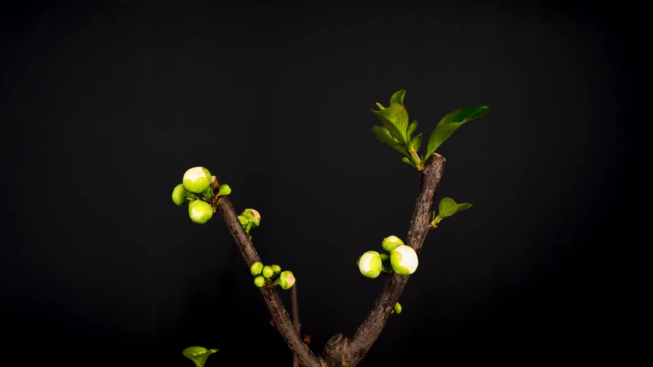 海棠花开视频素材