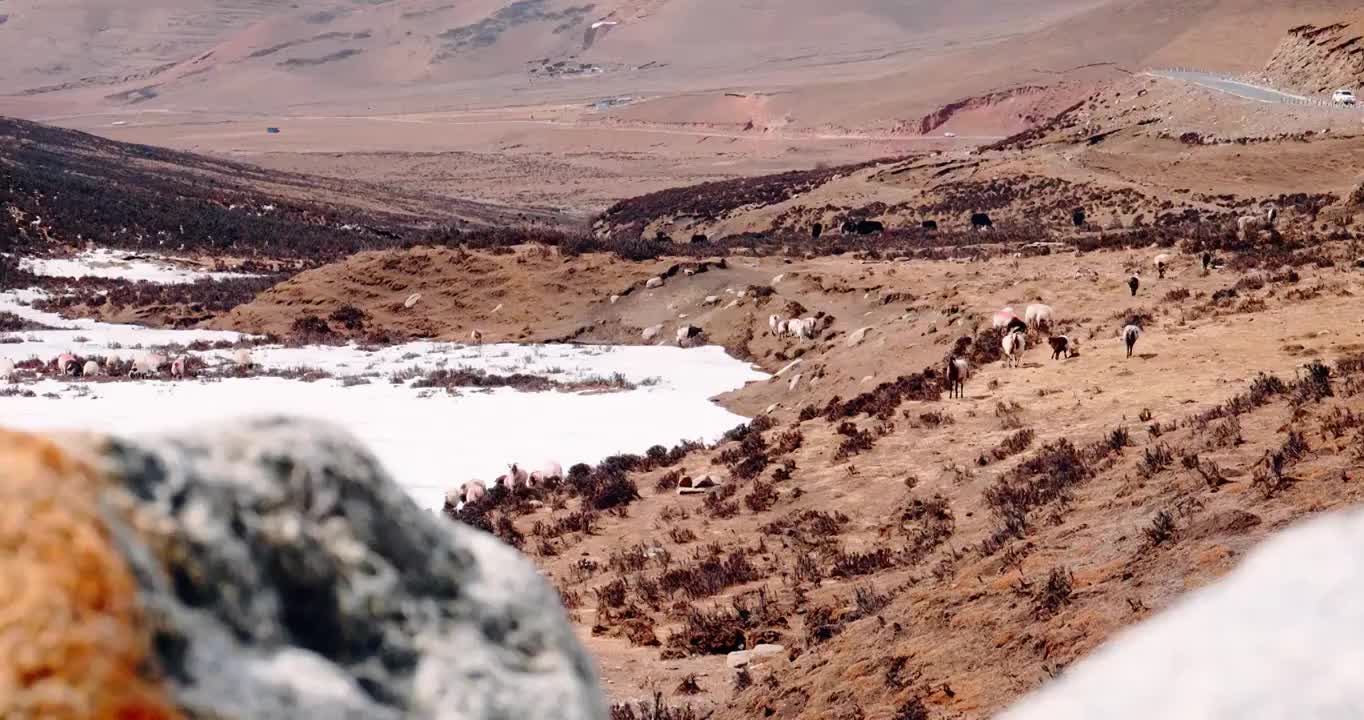 青海春季草原峡谷牧场景象视频素材