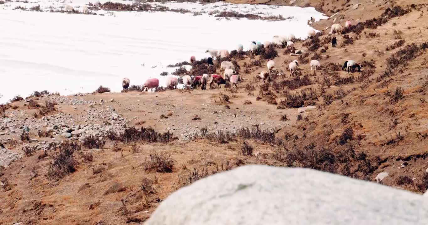 青海春季草原峡谷牧场景象视频素材