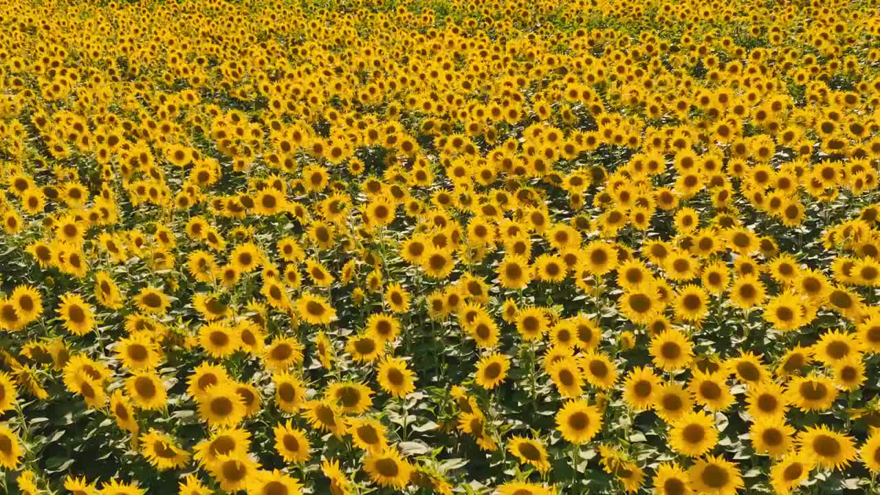 唯美向日葵花海花田视频素材