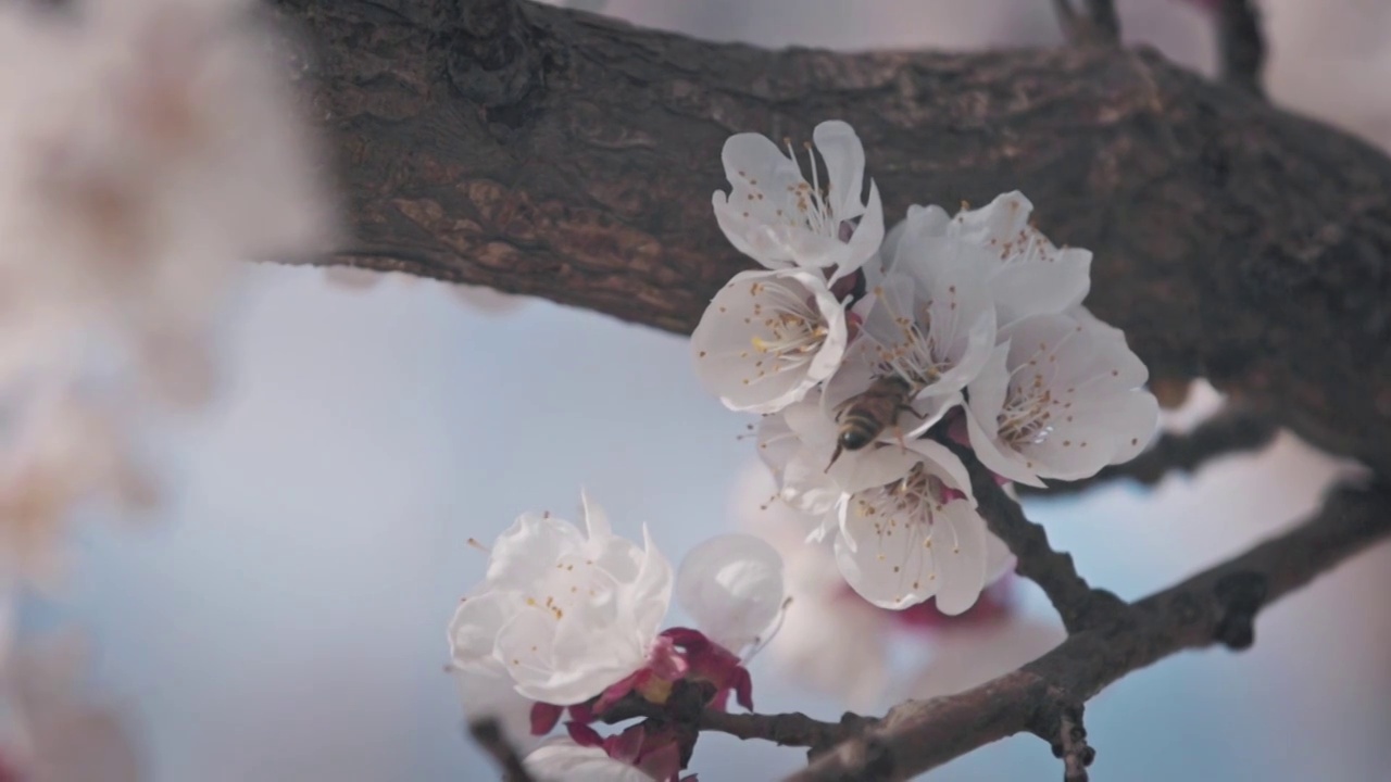 蜜蜂在杏花里采蜜视频素材