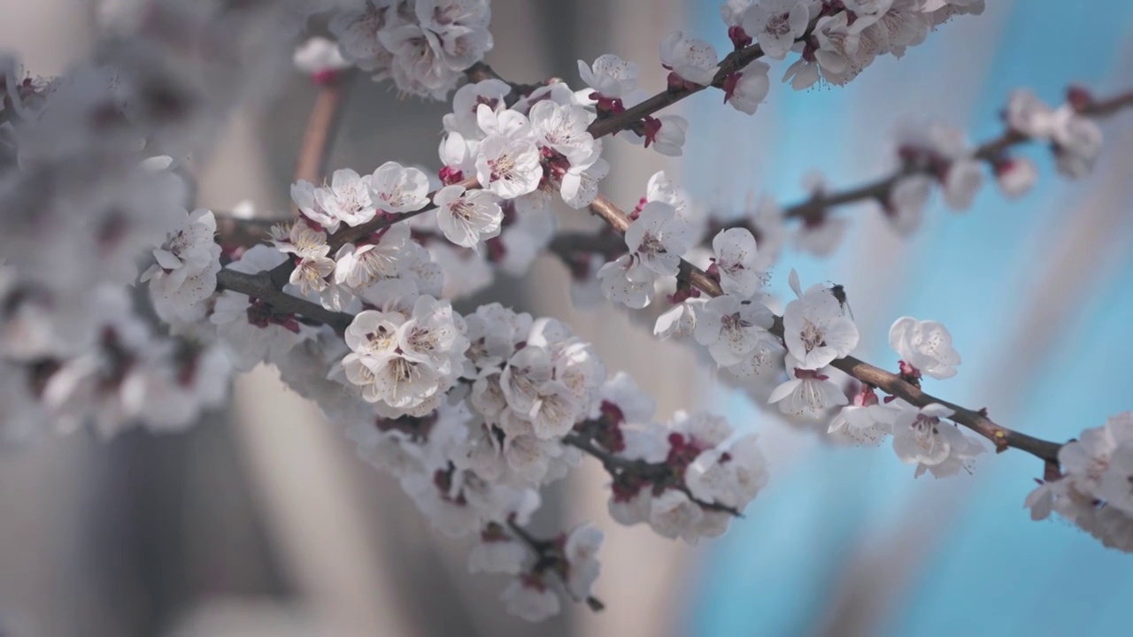 蜜蜂在杏花里采蜜视频素材