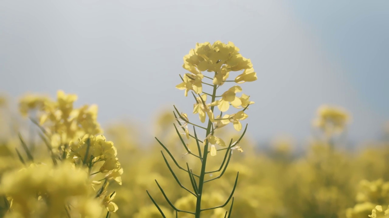 春天阳光下盛开的油菜花视频素材