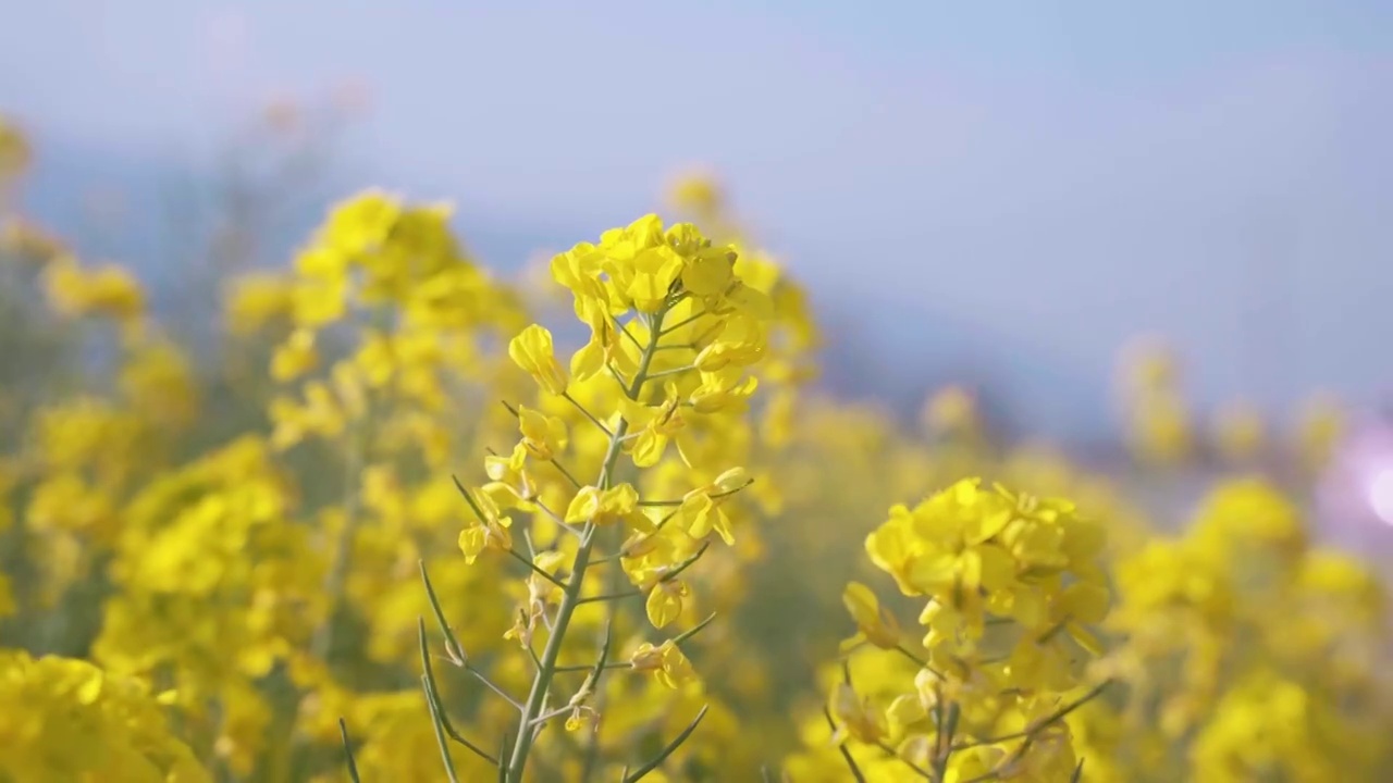 春天阳光下盛开的油菜花视频素材