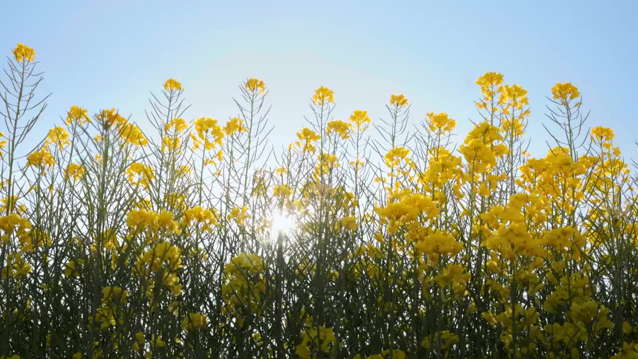 春天阳光下盛开的油菜花视频素材