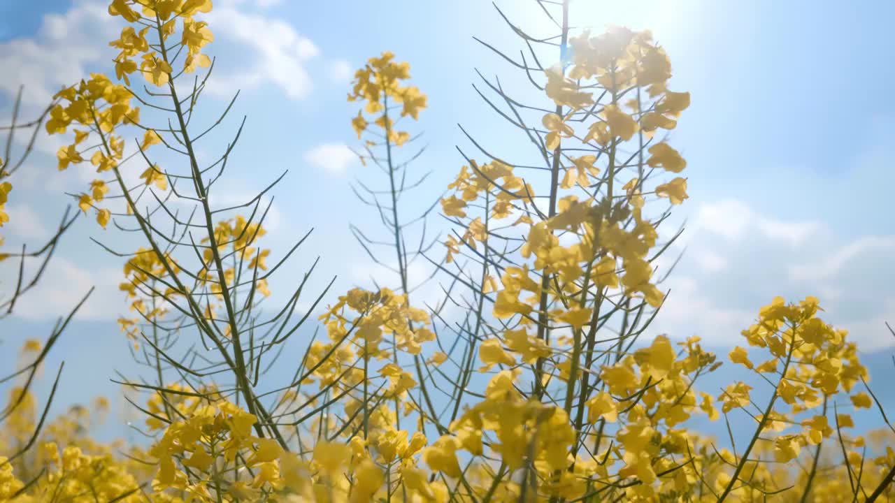 春天阳光下盛开的油菜花视频素材