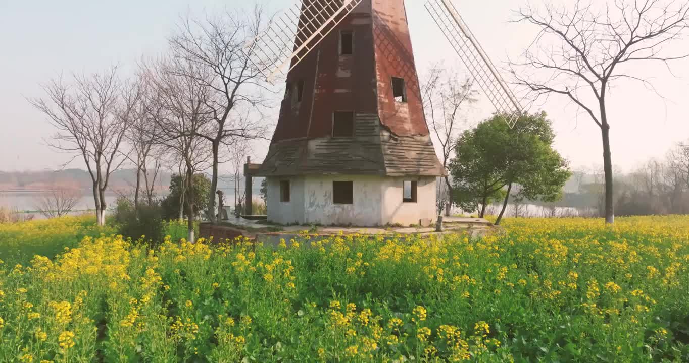 武汉东湖万国公园油菜花海视频素材