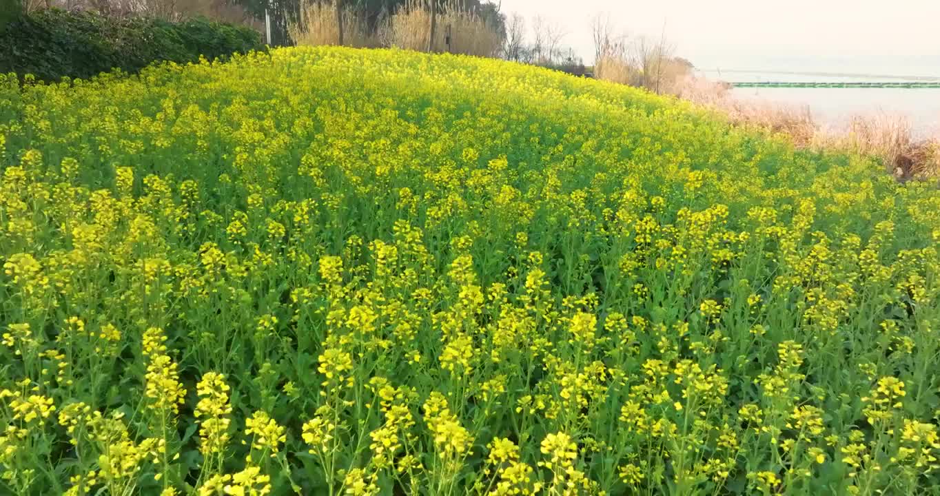 武汉东湖万国公园油菜花海视频素材