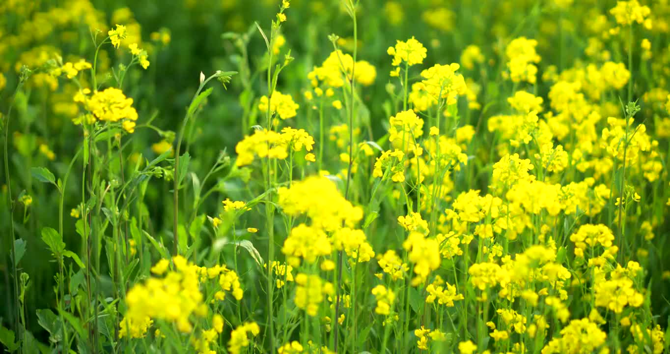 春天里开放的油菜花视频素材