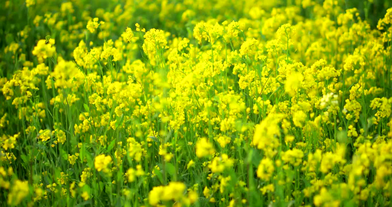 春天里开放的油菜花视频素材