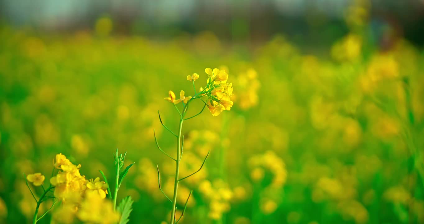 春天里开放的油菜花视频素材